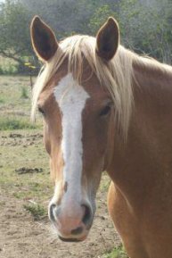 Horse Face Markings Chart