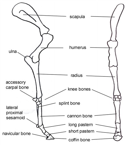 Equine Skeletal Anatomy Chart