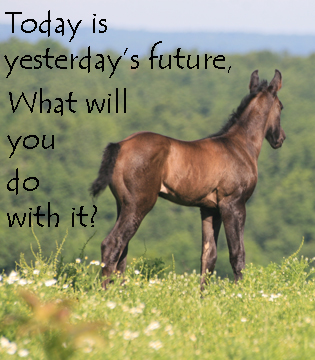 horse-quotes-today-is-future.jpg
