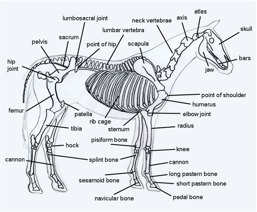 Equine Skeletal Anatomy Chart