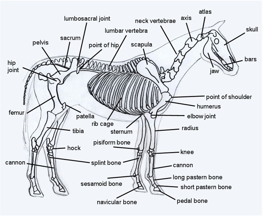 Horse Conformation Chart