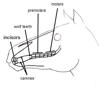Equine Dental Chart