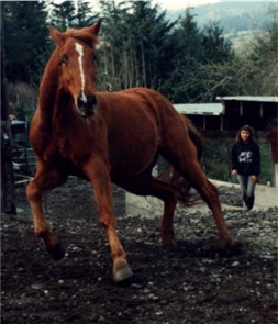 Horse Body Language Chart