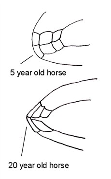 Foal Teeth Chart