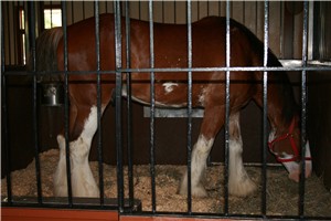 A pampered Clydesdale draft horse from the Anheuser Busch Brewery.