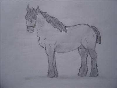 Draft horse