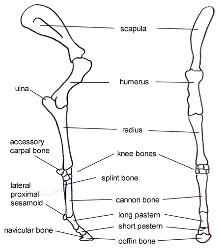Equine Forelimb Anatomy