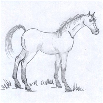 Spanish Horse Pencil Drawing Drawing by caroline towning | Saatchi Art