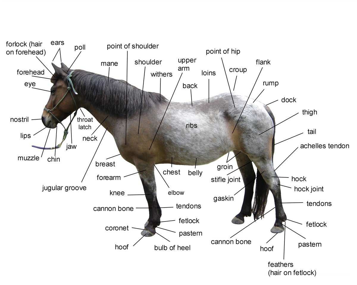 Diagram of Horse Body Parts