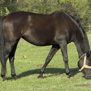 dark bay american quarter horse