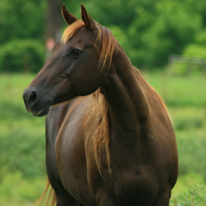 Liver Chestnut