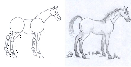 horse drawing step eight