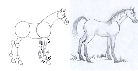 horse drawing step seven
