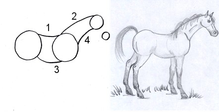 horse drawing step three