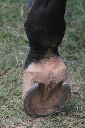 Partial Pastern