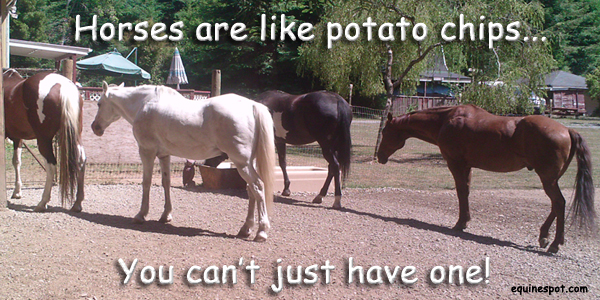 Horses are like potato chips, you can't just have one!