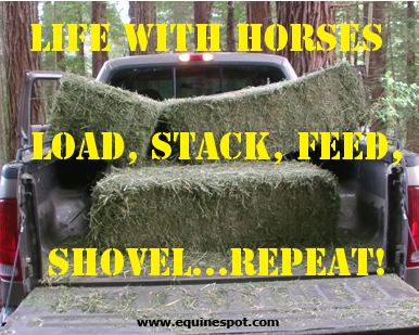 Life with horses...load, stack, feed, shovel...repeat!