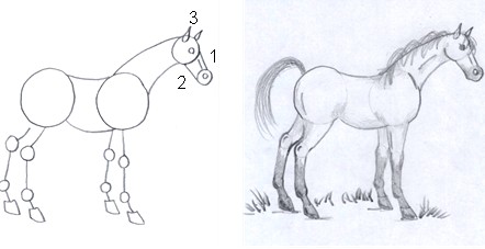 horse drawing step six