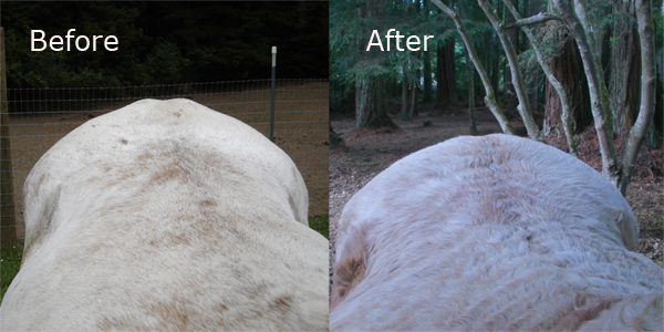 There is a solution to horse weight loss.
