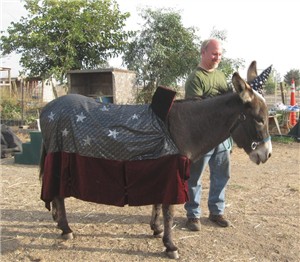 Boris the donkey dons his wizard cape and hat just in time for Halloween!