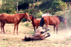 Are your horses ready for the rigors of a camp trip?