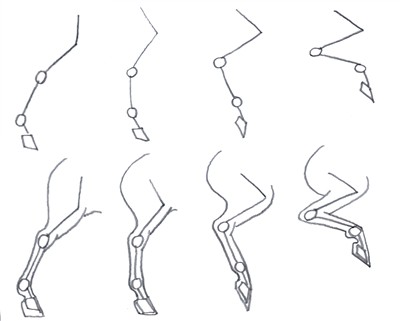 How To Draw Horses Legs the Easy Way