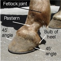 parts of the horse hoof