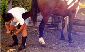 Pick hoofs before and after a ride
