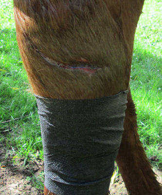 Vet wrap tends to slip off hard to wrap areas