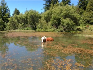 Horses enjoy a good swim!