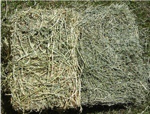 Notice the difference between these two cuts of alfalfa hay