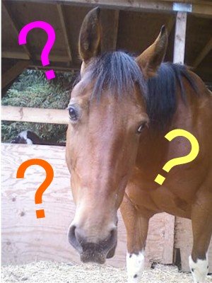 How do you go about buying a horse?