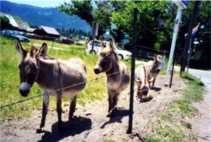 Adorable donkeys!