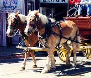 Draft horses are prone to equine scratches
