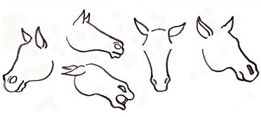 drawing a horse - the ears