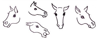 drawing a horse - the eyes