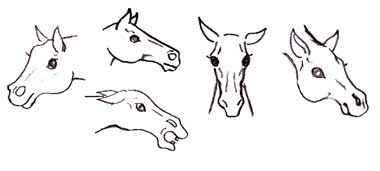 drawing a horse - realizm
