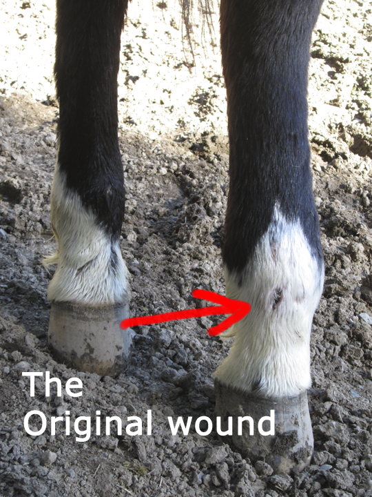 Equine cellulitis spread from a small cut