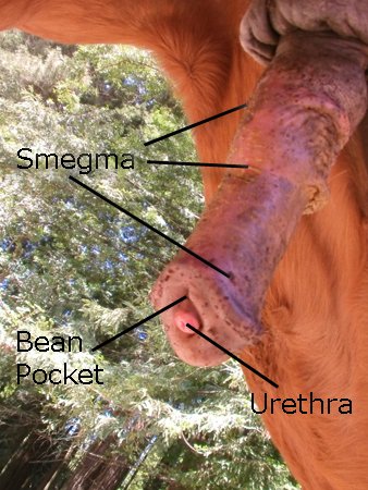 Smegma - the yellow waxy build up on a horse penis.