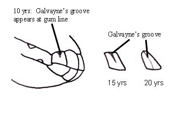 Galvayne’s groove