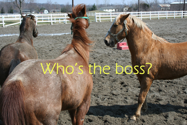 Can you tell which horse is dominant here?