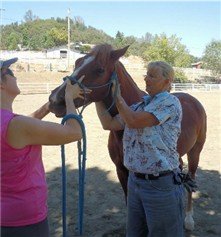 Dr. Thompson checks the movement in the horse's upper neck in an equine chiropractic exam.