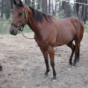 Horse Coat Colors, Patterns And Markings - Horses & Foals