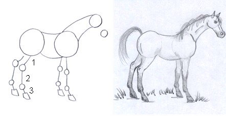 horse drawing step five