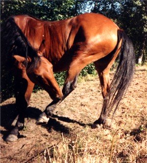A horse with colic will show signs of agitation.