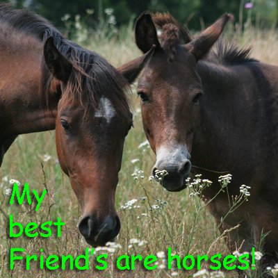 My best friends are horses!