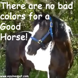 There are no bad colors for a good horse