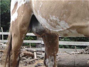A gelding with a nasty horse sheath infection (sheath fever)