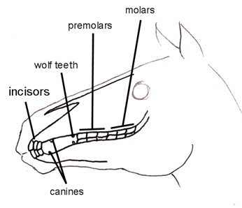 Horse teeth