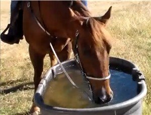 Watering horses wisely.
